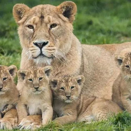 Park & Leisure Club Ireland Charleville